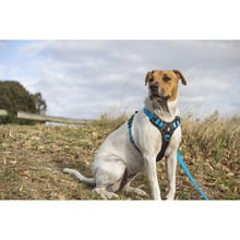 Ultimate Dog Harness